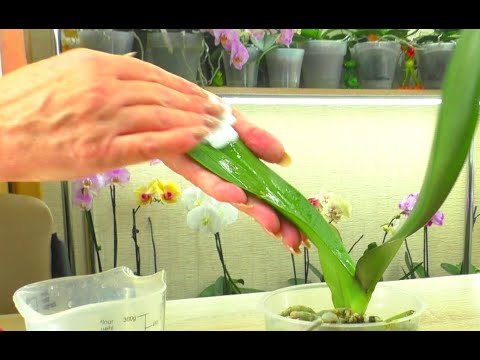 Видео: Почему не пересаживаю такие Орхидеи? Что обязательно нужно сделать с Орхидеей уценкой после покупки?