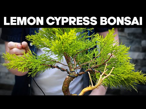 Видео: Как сделать бонсай из лимонного кипариса