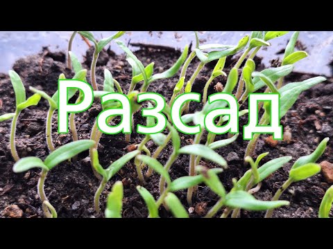 Видео: 4-Рассада- Тонкости ухода после всходов