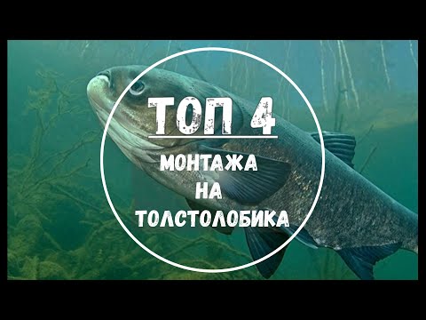 Видео: ТОП-4 лучших монтажа для ловли толстолобика. Какие существуют? На что лучше ловить?