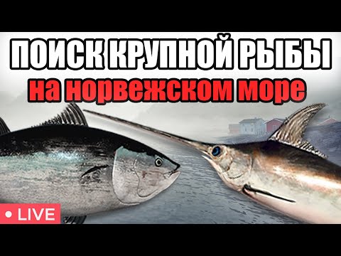 Видео: РР4 СТРИМ • ОХОТА ЗА РАЗМОТАМИ НА НОРВЕЖСКОМ МОРЕ •  РУССКАЯ РЫБАЛКА 4