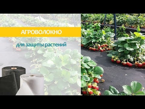 Видео: АГРОВОЛОКНО для Клубники: мифы и реальность!