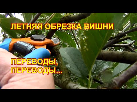 Видео: Летняя ОБРЕЗКА ВИШНИ: ПЕРЕВОДЫ, ПЕРЕВОДЫ...