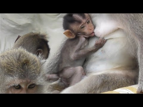 Видео: Молоко для Додо [Мама Сирен любит Додо, крепкую и сильную маленькую обезьянку] #tuabangmonkey