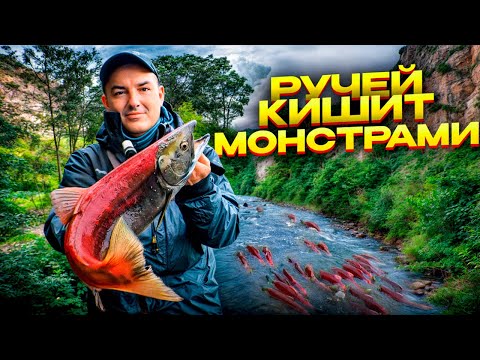 Видео: ИКРА ЛЬЁТСЯ РУЧЬЁМ ИЗ РЫБЫ! Речка кишит зубастыми монстрами! Варим уху по камчатски. Рыбалка удалась