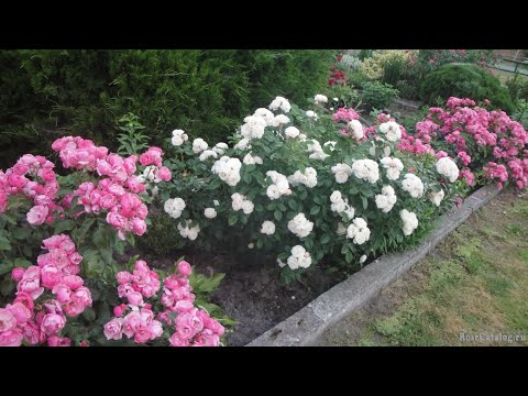 Видео: Моя первая посылка с розами. Распаковка посылки.   Розы из Клуба Садоводов Профессионалов.