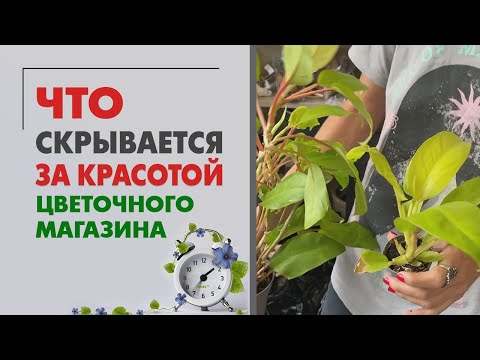 Видео: Что скрывается за красотой цветочного магазина