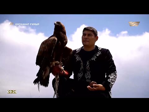 Видео: Атыраулық құсбегі Арман Қошқаров бүркіт баптаудың қыр-сырын ашты. «Құсқанат ғұмыр»