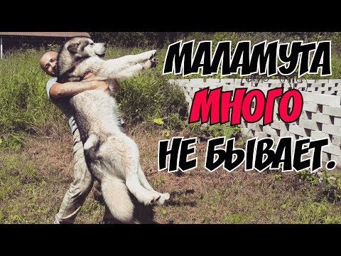 Видео: Самый ласковый и нежный зверь. Аляскинский Маламут.