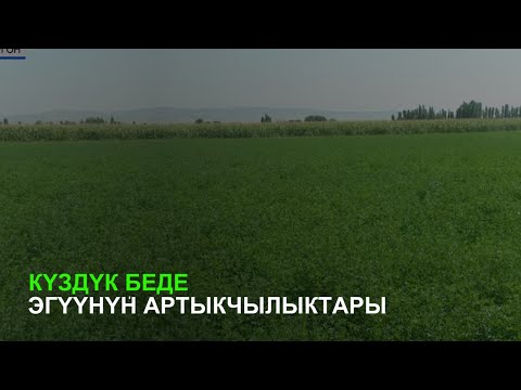 Видео: Күздүк беде эгүүнүн артыкчылыктары