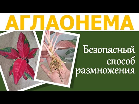 Видео: АГЛАОНЕМА: размножение, укоренение воздушной отводкой