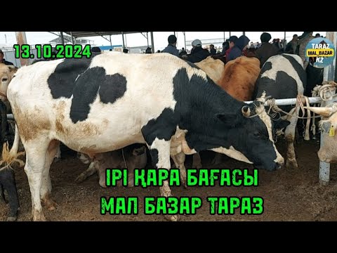 Видео: 13.10.2024 Ірі қара бағасы / Мал базар Тараз / Скотный рынок