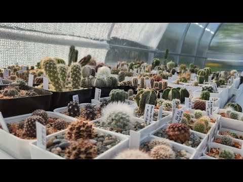 Видео: Обзор кактусов в теплице🌸🌵🧐  | Новые кактусы🌵🌸 #cactus #kaktus #plants #flowers