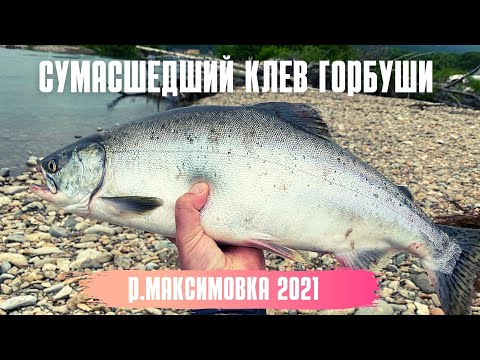 Видео: Сумасшедшая рыбалка на реке Максимовка Тернейский район 2021 год. 👍