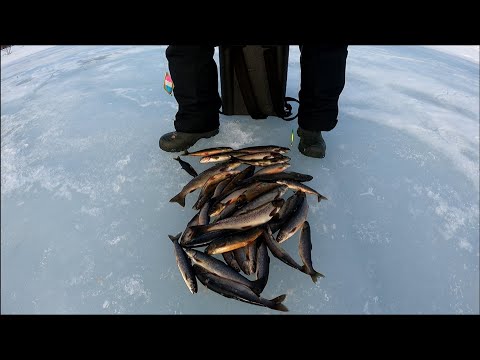 Видео: Рыбалка 9 МАЯ.ПАЛИЯ ТУМАННЫХ ОЗЁР