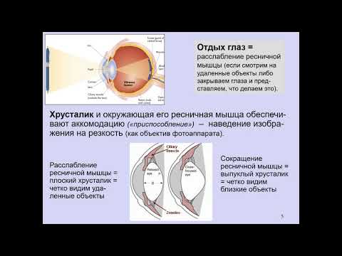 Видео: Дубынин В. А. - Физиология сенсорных и двигательных систем - Зрение и глаз