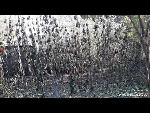 Видео: Павловния осенью окончании вегетации. 26.10.2018 г.