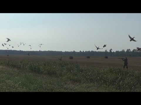 Видео: ОХОТА НА УТКУ С ПОДХОДА И ВЕЧЕРКА НА КУКУРУЗЕ. Сравнение ARMYTEK WIZARD C2 PRO и C2 PRO MAX