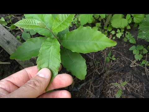 Видео: Съедобный каштан. Чёрный орех. Сердцевидный орех.