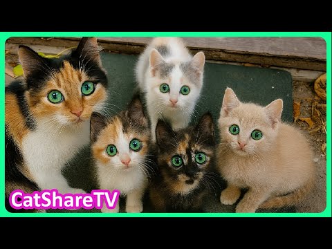 Видео: Семья Котят, Которая Растопит Ваше Сердце! 🔥