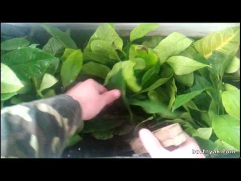 Видео: Крупные черенки лимона. Технология укоренения.
