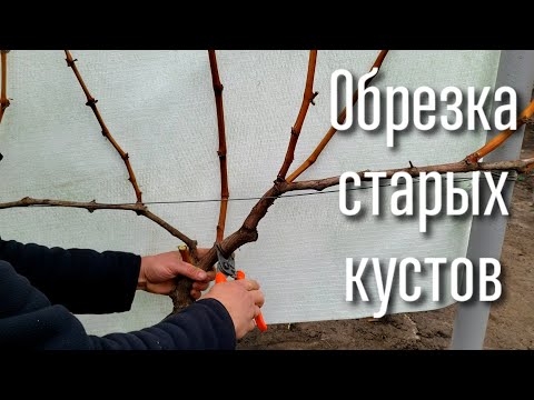 Видео: Обрезка старых кустов винограда. Все варианты формировки. Как обрезать старые кусты правильно