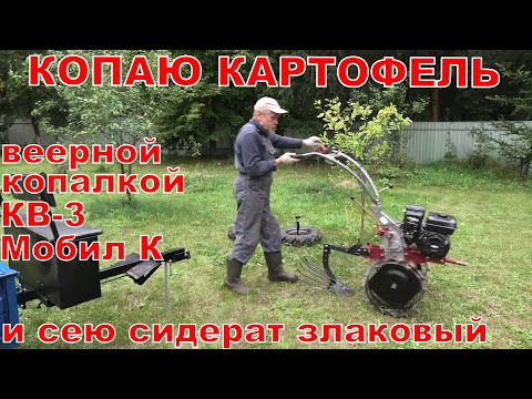 Видео: Копаю картофель веерной копалкой КВ-3 Мобил К.