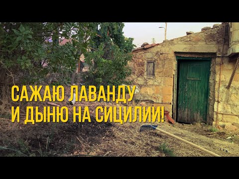 Видео: Специалист по растениям Мария сажает лаванду и дыню. Сицилия.