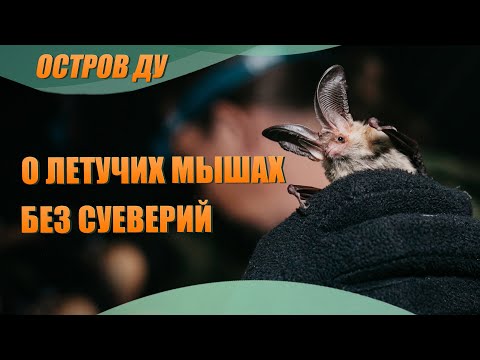 Видео: Уникальная природа Беларуси: Летучие мыши мифы, суеверия — Неделя летучих мышей в Беларуси