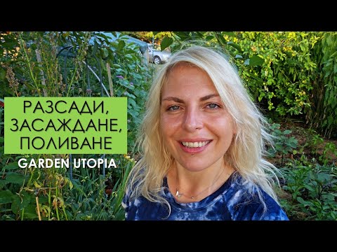 Видео: ПОДГОТОВКА за ОТСЪСТВИЕ: Поливане, засаждане, растения в саксии