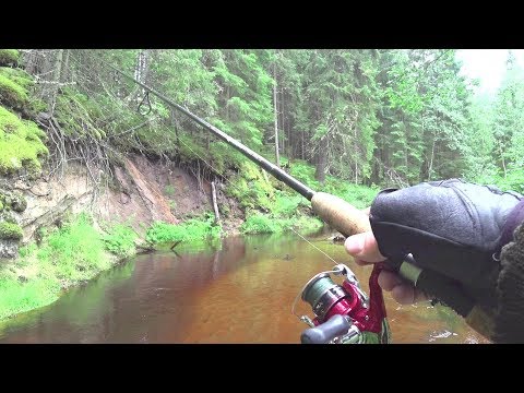 Видео: ДИКИЕ места! Ловля ФОРЕЛИ в РУЧЬЕ на ВОБЛЕР. Ручьевая форель (Пеструшка). Летняя рыбалка!