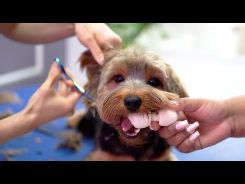 Видео: КАК УХОДИТЬ ЗА ЩЕНКОМ, который не останавливается ни на секунду !🐶✂️😅