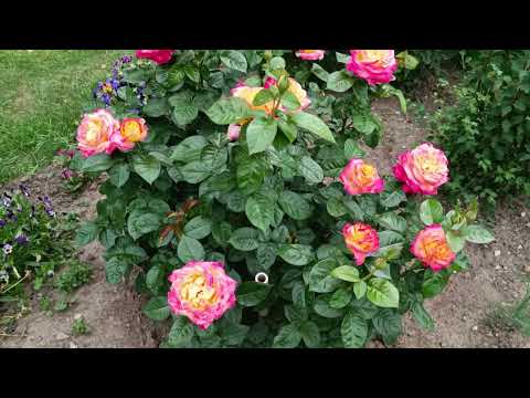 Видео: Цветение роз 2024 питомник роз от Макса