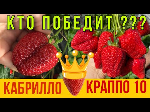 Видео: Кабрилло или Краппо 10 для заработка осенью ???