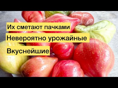 Видео: Эти ТОМАТЫ СМЕТАЮТ ПАЧКАМИ, вы просто обязаны посадить их в 2026 году, невероятно урожайные, лучшие 