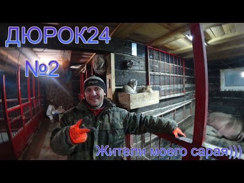 Видео: №2 Обзор моего хозяйства