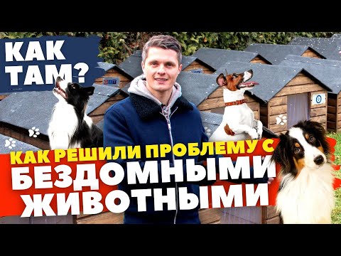Видео: Приют для собак / Как в Польше решили проблему с бездомными животными / Как там?