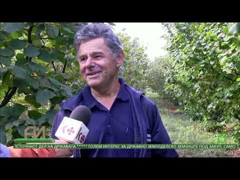 Видео: Поранешниот банкар Славе Стојчевски од делчевски Црквенец има позитивни искуства со лешниците