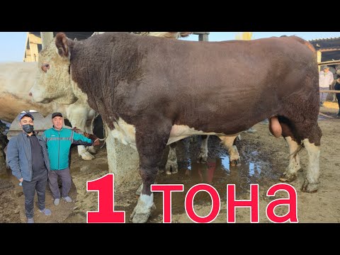 Видео: МОЛБОЗОРИ ХИСТЕВАРЗ Ш ХУЧАНД ХУДЖАНД ТОЖИКИСТОН  MOLBOZOR BOZOR 31 октября 2025 г.