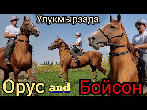 Видео: сатылды ООЗУҢ АЧЫЛАТ ОРУСТУ КӨРСӨҢ 😱КОРОЗ АТТАР УЛУКМЫРЗАДА