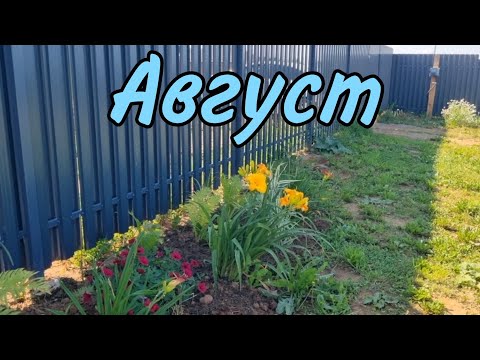 Видео: Август 2025/Обзор дачного участка#киров #дача #люблюжить #garden #обзордачи
