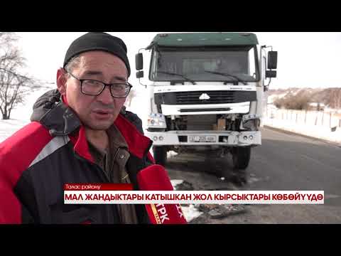 Видео: МАЛ ЖАНДЫКТАРЫ КАТЫШКАН ЖОЛ КЫРСЫКТАРЫ КӨБӨЙҮҮДӨ