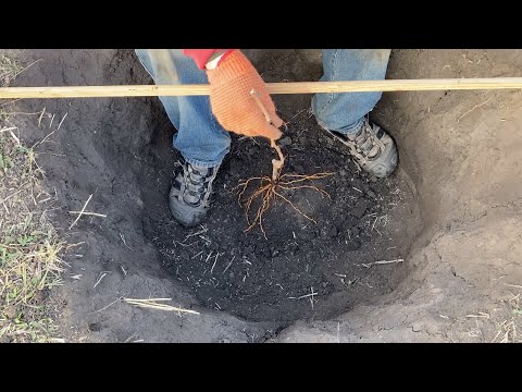 Видео: Как сажать виноград  осенью два ключевых момента.