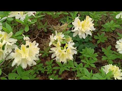 Видео: Минский Ботанический сад. Часть первая.