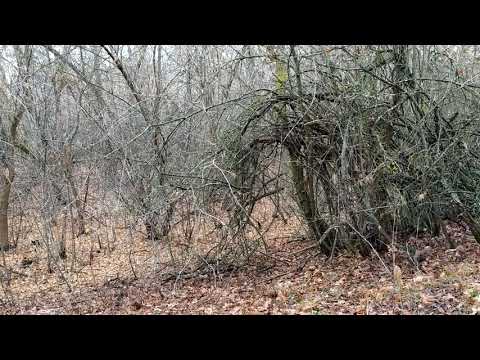 Видео: РГ Рожок 12.12.19г.