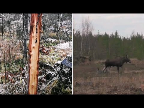 Видео: Охота с  лайками. На поиски лося.