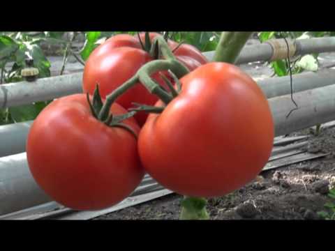 Видео: Червен домат Панекра