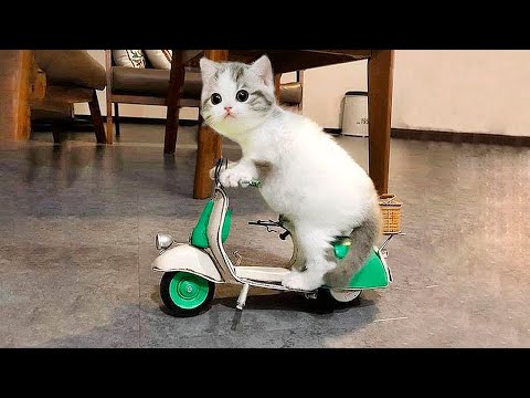 Видео: Я РЖАЛ ДО СЛЕЗ 😹 СМЕШНЫЕ КОШКИ И СОБАКИ | СМЕШНЫЕ ЖИВОТНЫЕ 2023 😹 ЛУЧШИЕ ПРИКОЛЫ #81