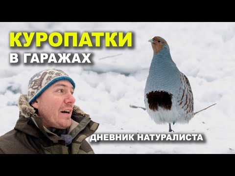 Видео: Куропатки. Репортаж у гаражей
