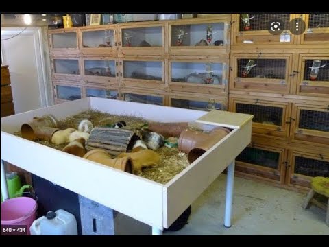 Видео: Морская свинка заболела какие признаки?
